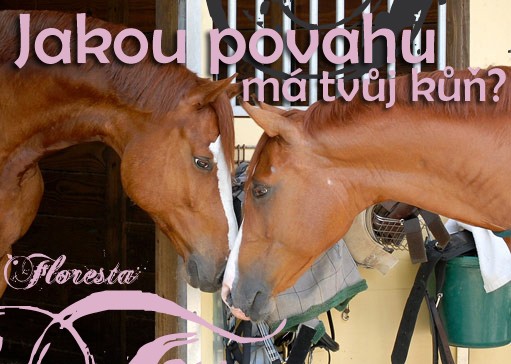 013647 kopie