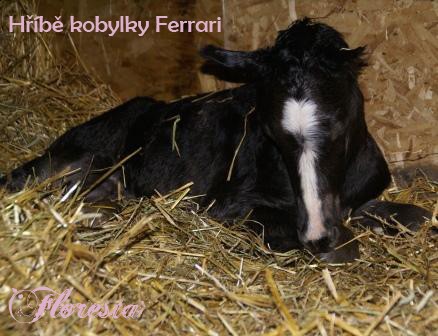 hb Ferarri