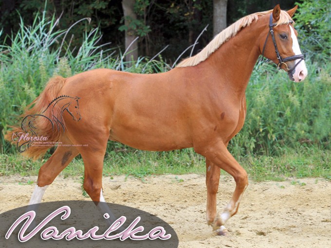Vanilka22