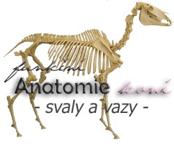 anatomy